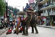 30 Manali elefante in città